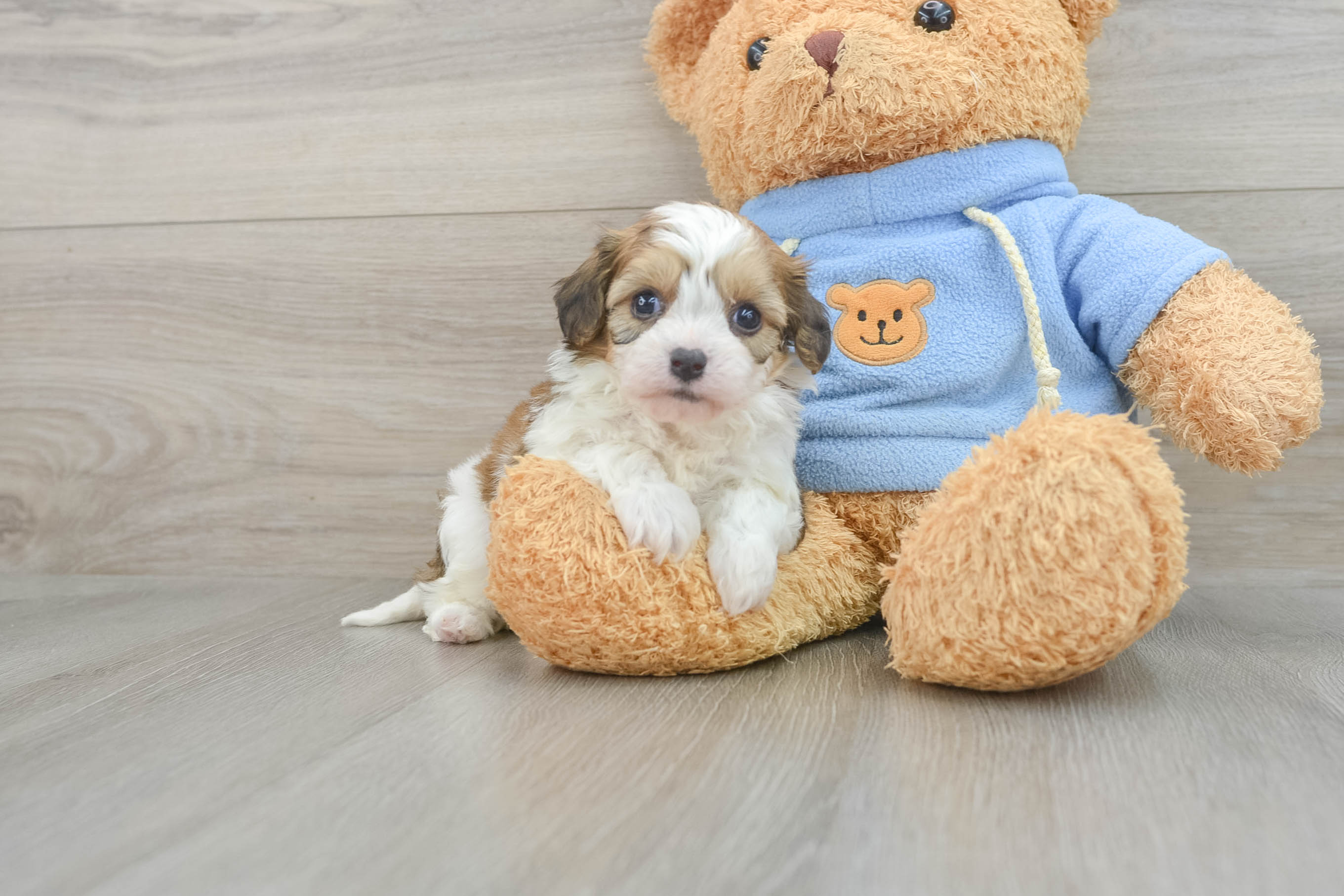 Sweet Cavachon Baby