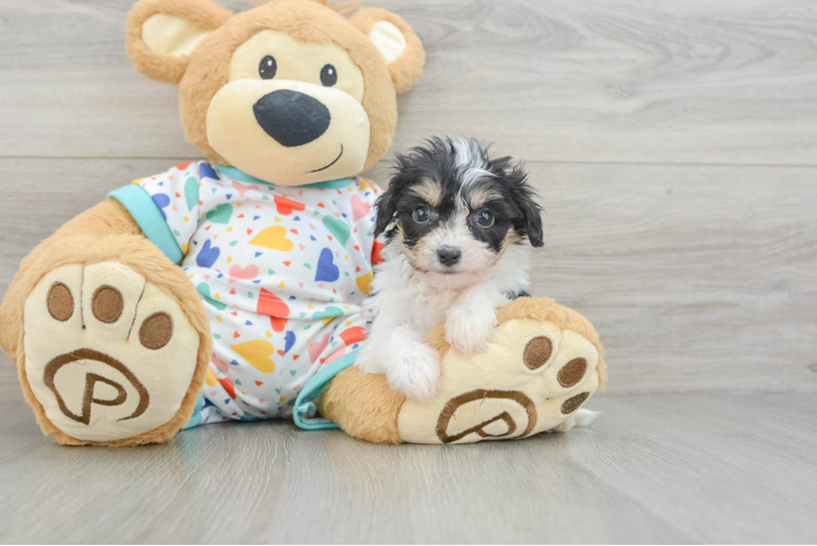 Cavachon Pup Being Cute