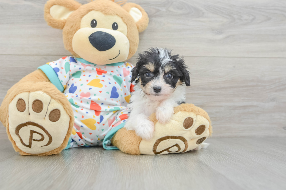 Cavachon Pup Being Cute