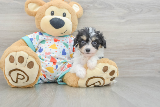 Cavachon Pup Being Cute