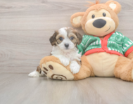 6 week old Cavachon Puppy For Sale - Premier Pups