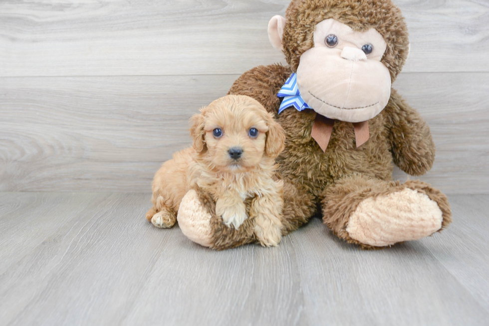 Little Cavalier Designer Puppy