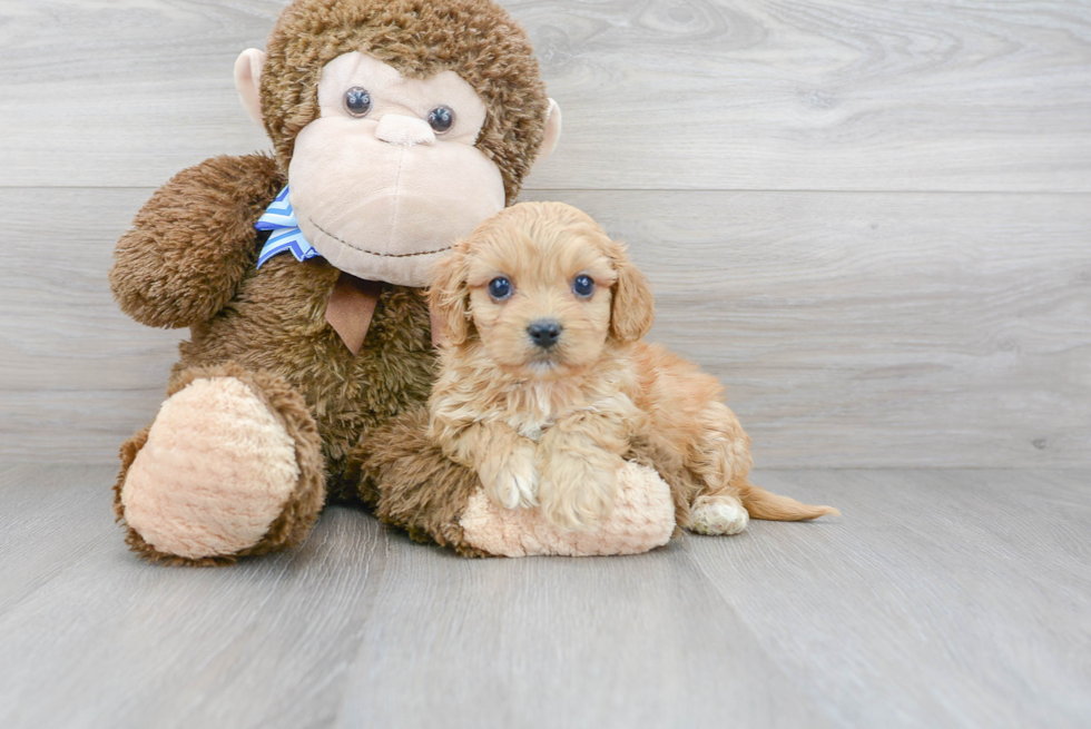 Sweet Cavachon Baby