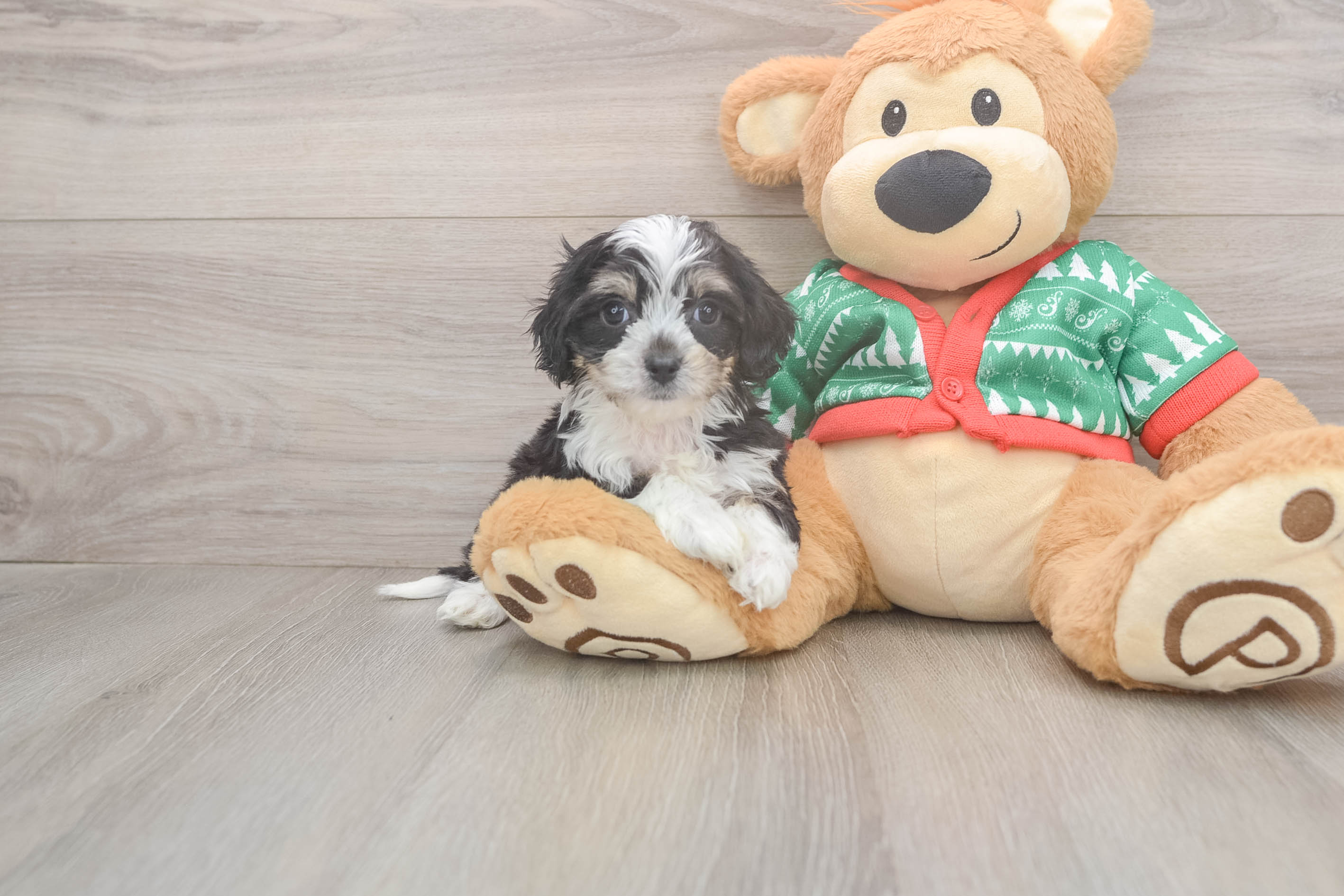 Small Cavachon Baby