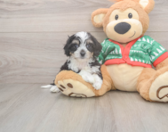 6 week old Cavachon Puppy For Sale - Premier Pups