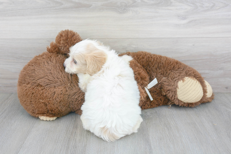 Popular Cavachon Designer Pup