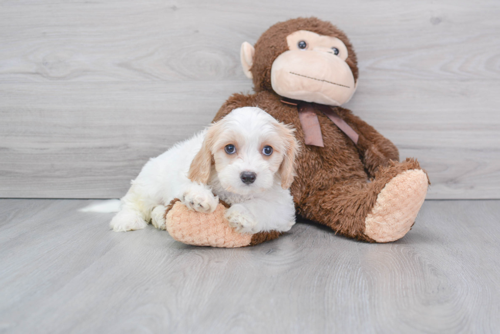 Best Cavachon Baby
