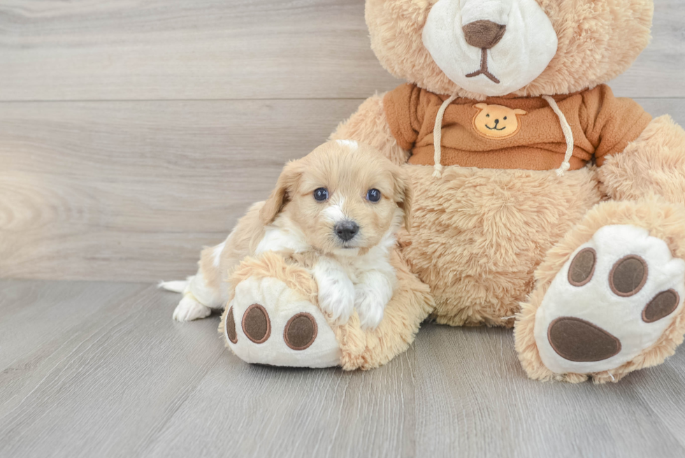 Cavachon Pup Being Cute