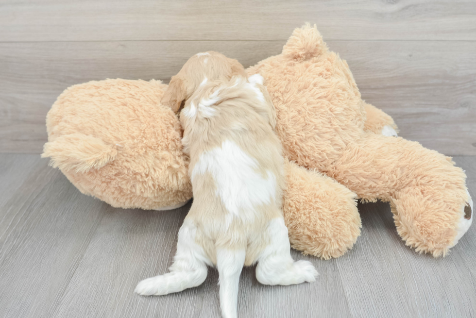 Cavachon Pup Being Cute