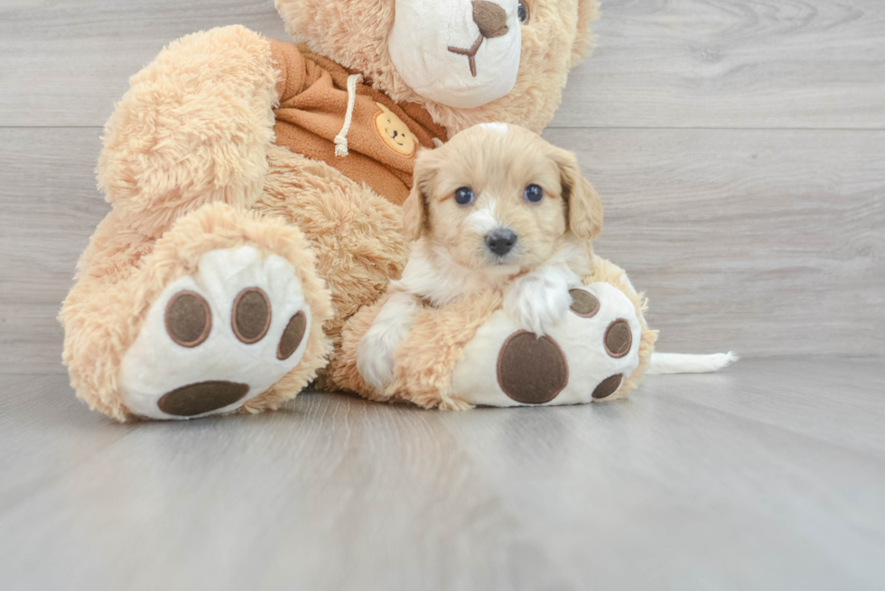 Cavachon Pup Being Cute