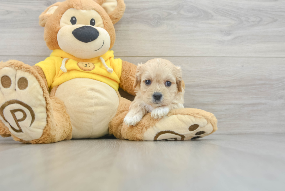 Popular Cavachon Designer Pup