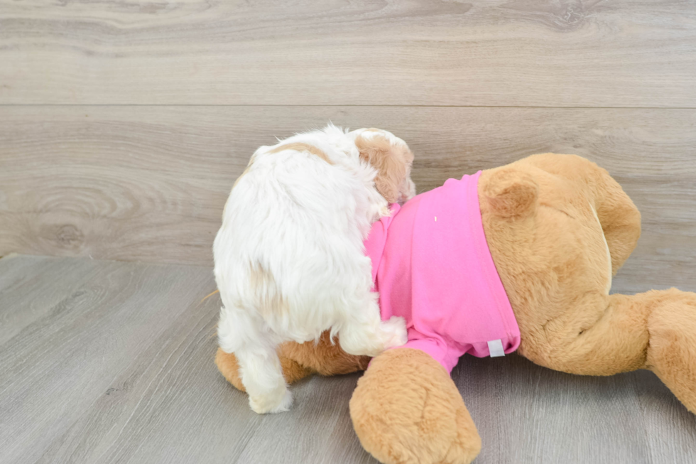 Cavachon Puppy for Adoption