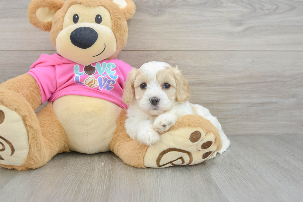 Cavachon Pup Being Cute