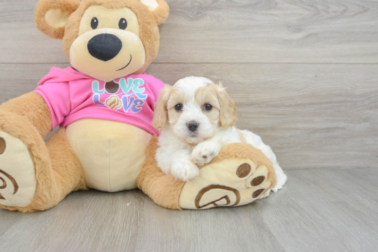Cavachon Pup Being Cute