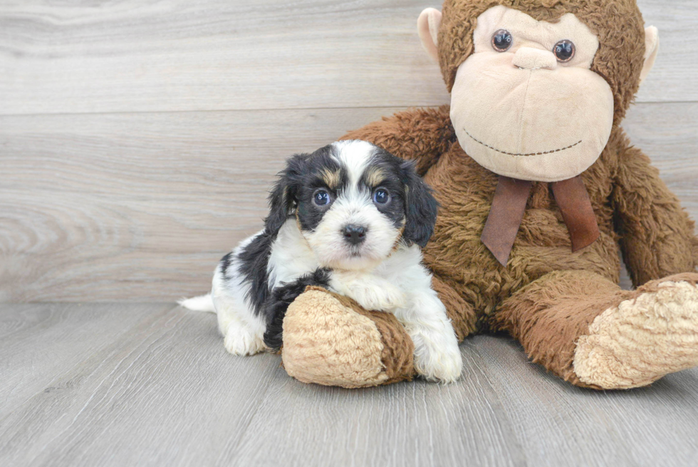 Cavachon Puppy for Adoption