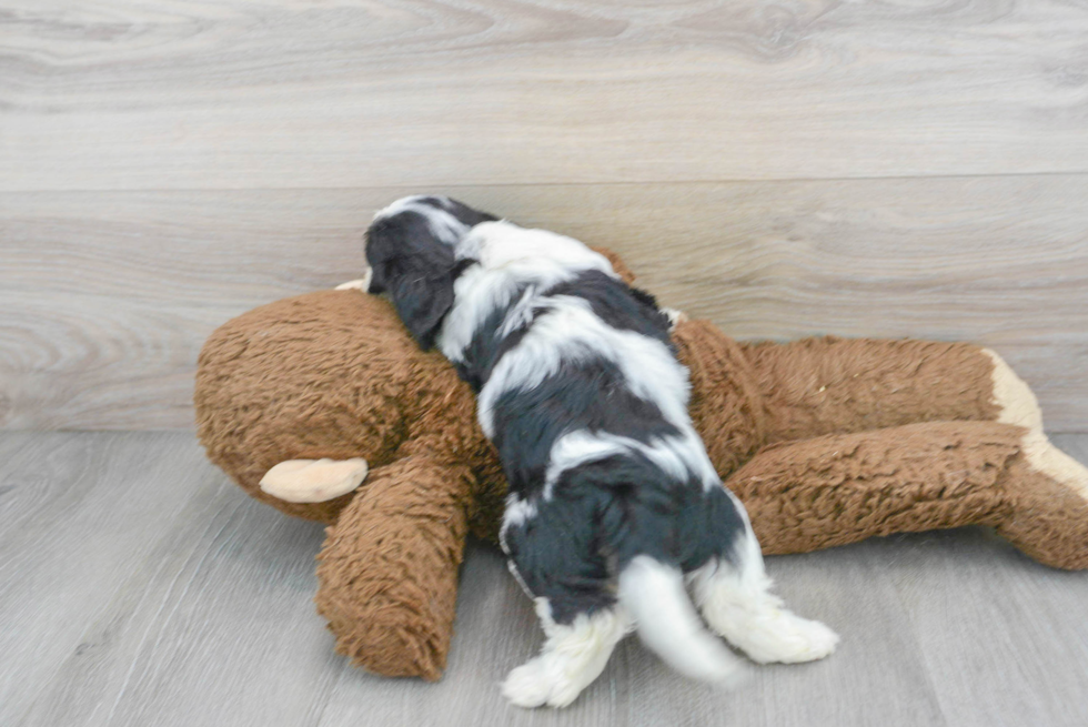 Fluffy Cavachon Designer Pup