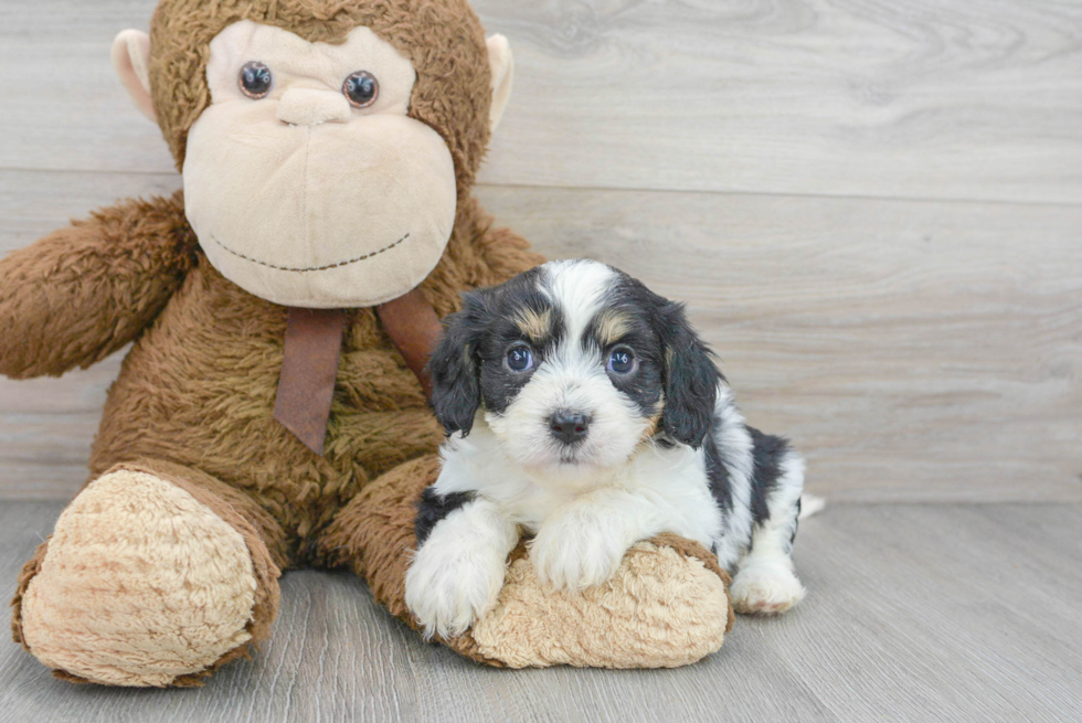 Popular Cavachon Designer Pup