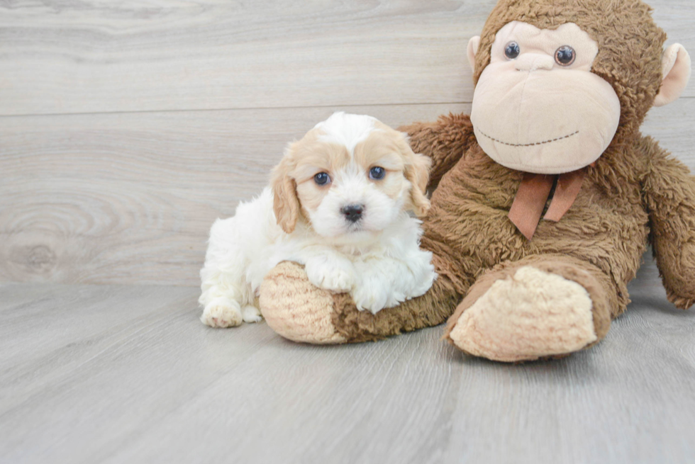 Fluffy Cavachon Designer Pup