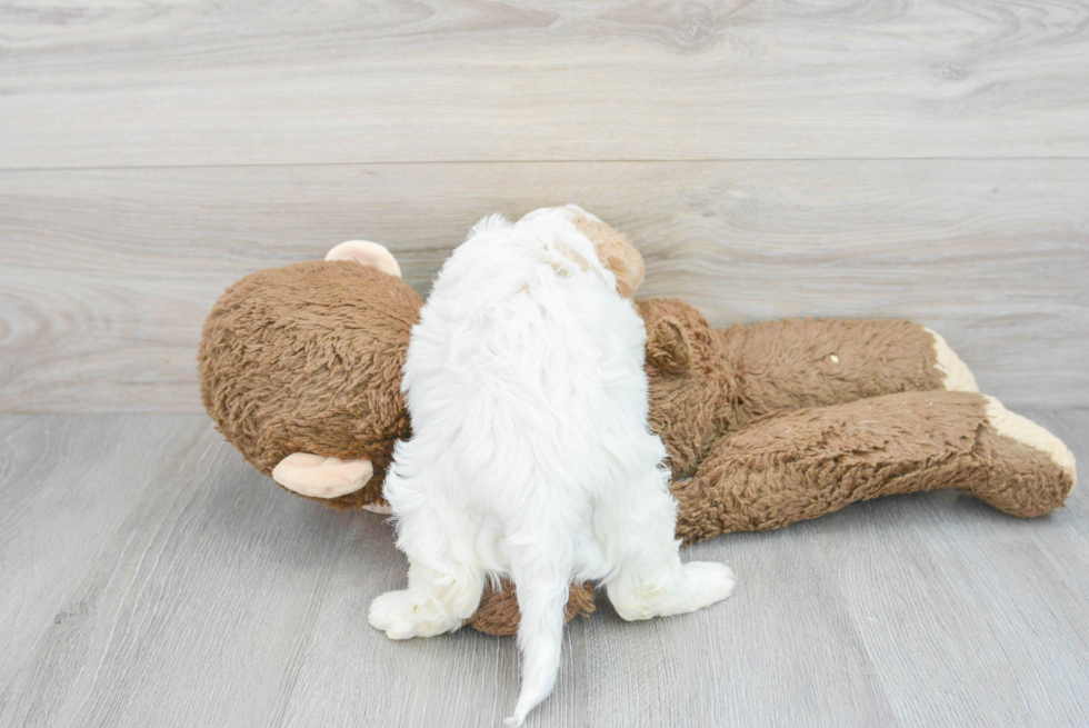 Popular Cavachon Designer Pup