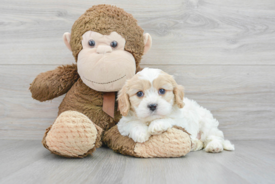 Petite Cavachon Designer Pup