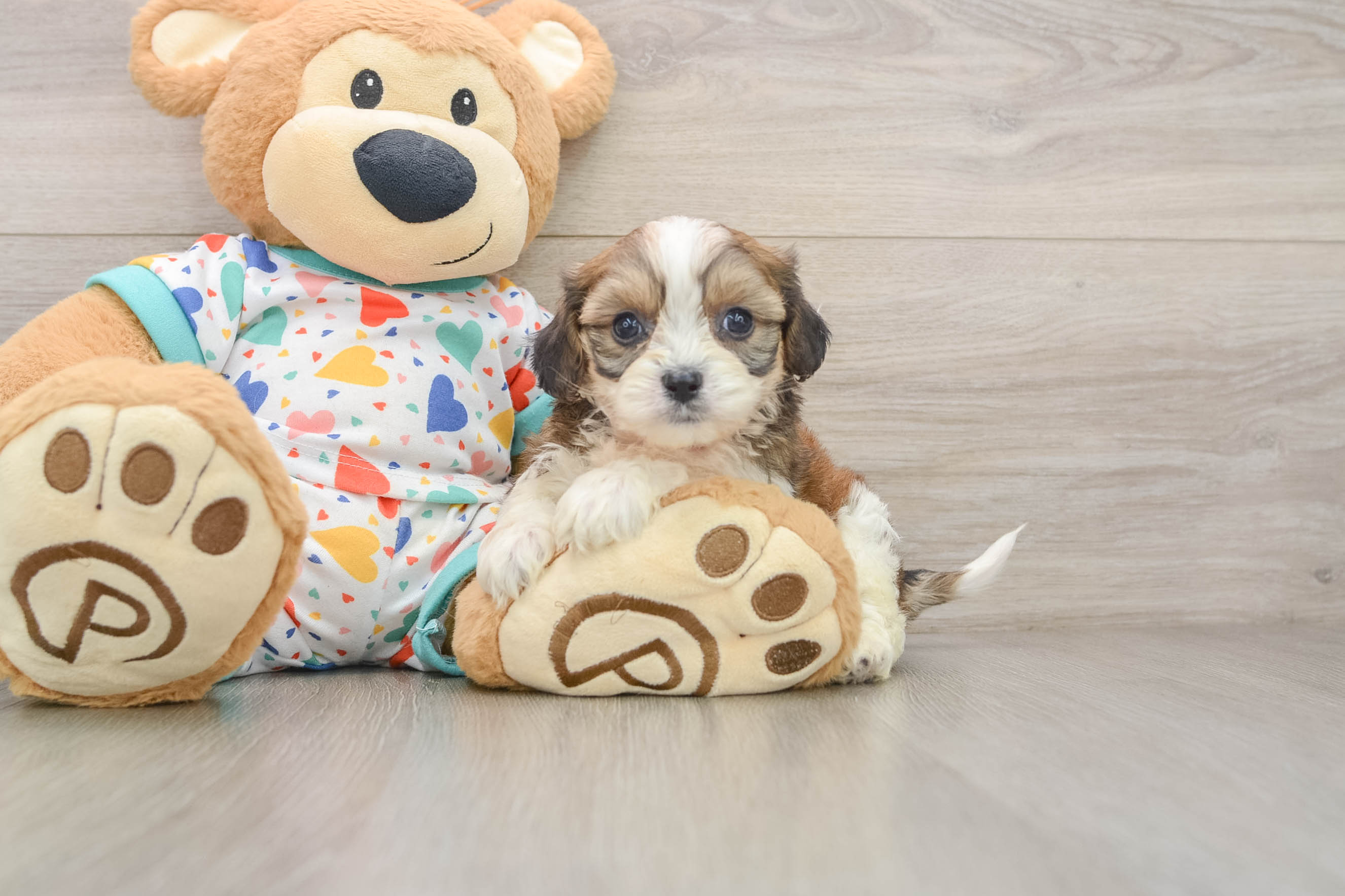Best Cavachon Baby