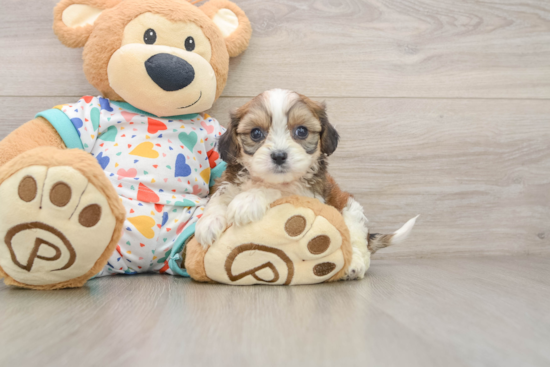 Best Cavachon Baby
