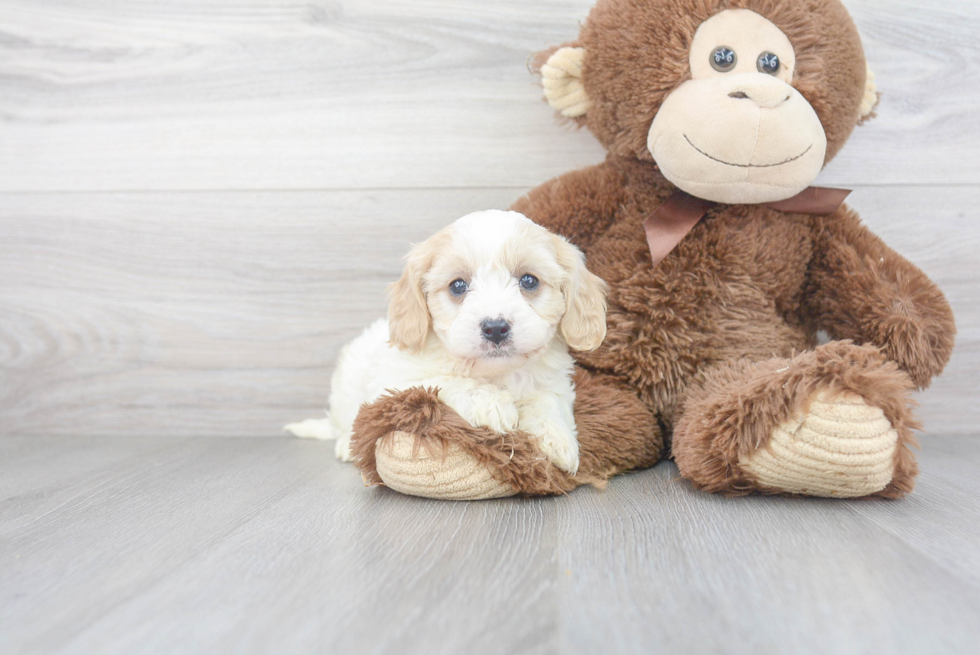 Best Cavachon Baby