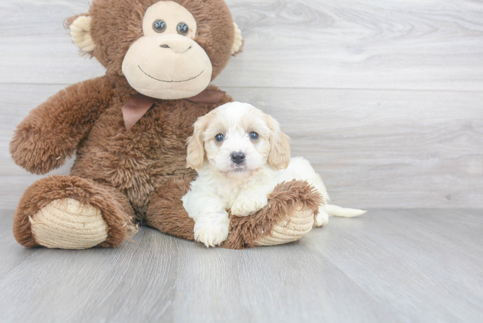 Cavachon Pup Being Cute