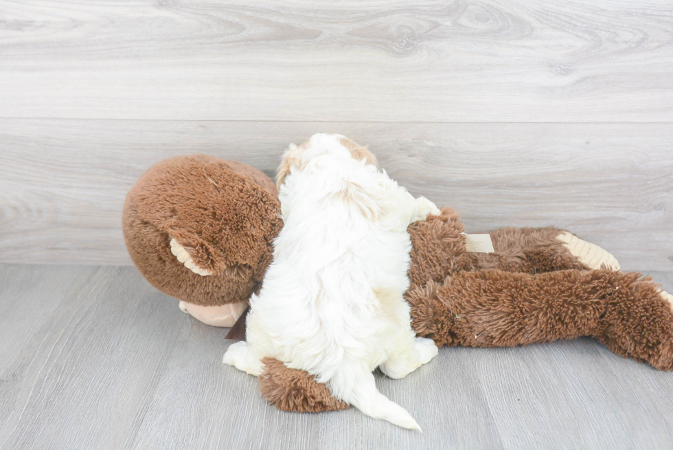 Hypoallergenic Cavalier Designer Puppy