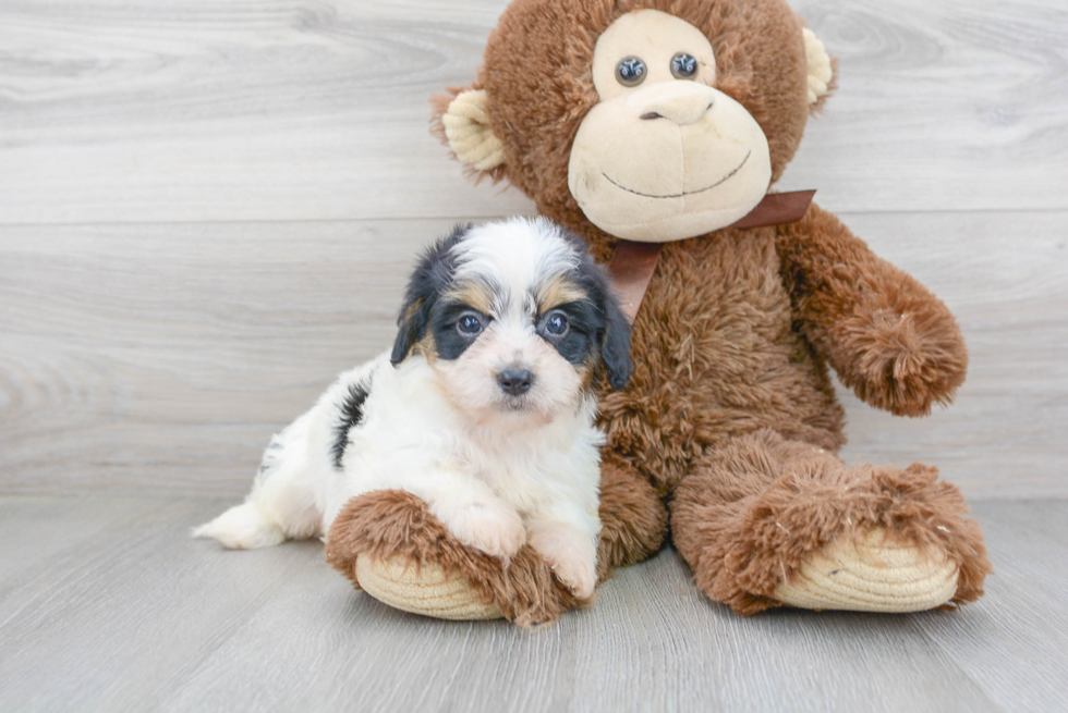 Cavachon Puppy for Adoption