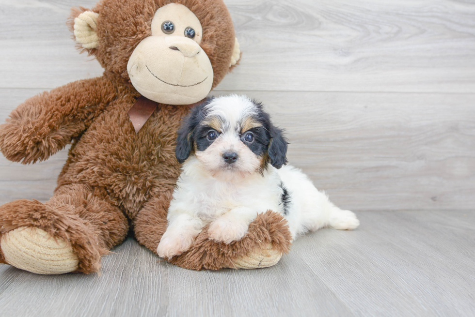 Hypoallergenic Cavalier Designer Puppy
