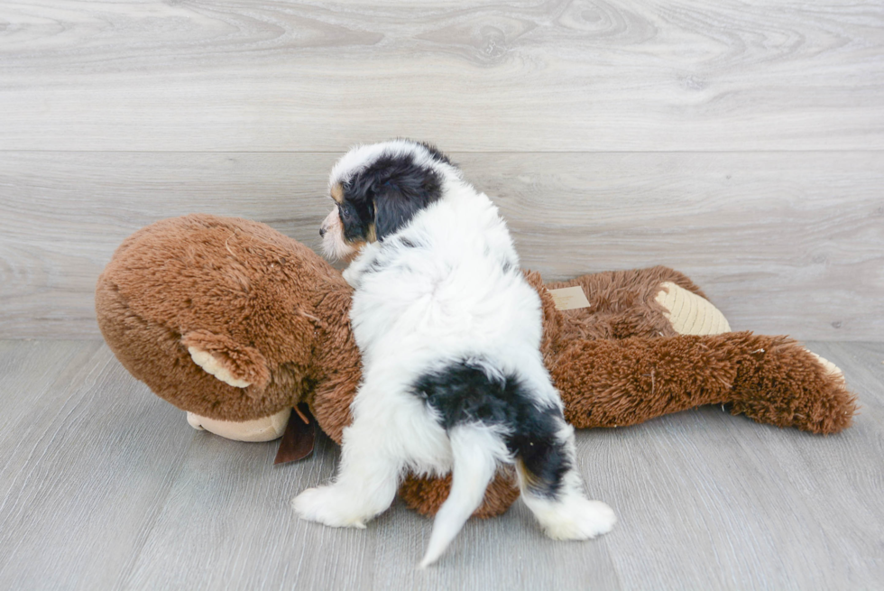 Cavachon Pup Being Cute