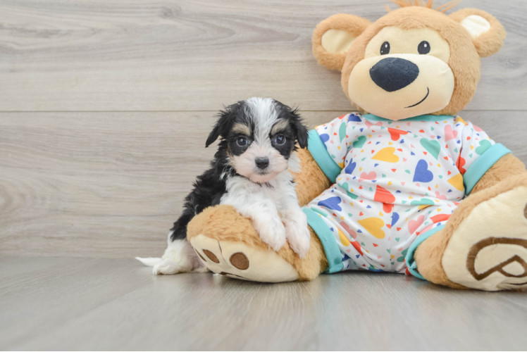 Cavachon Pup Being Cute