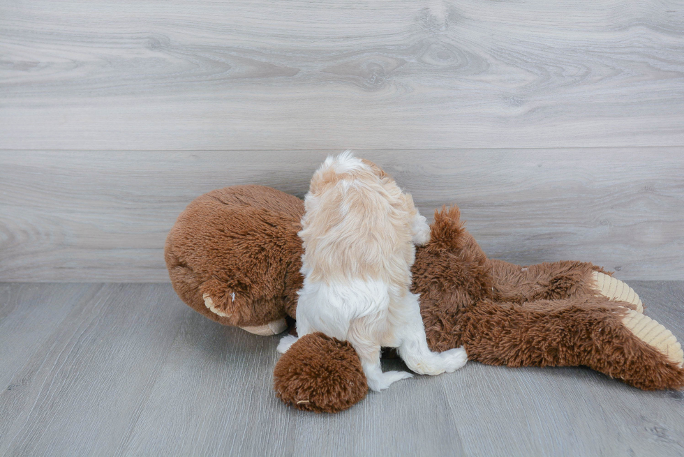 Energetic Cavalier Designer Puppy
