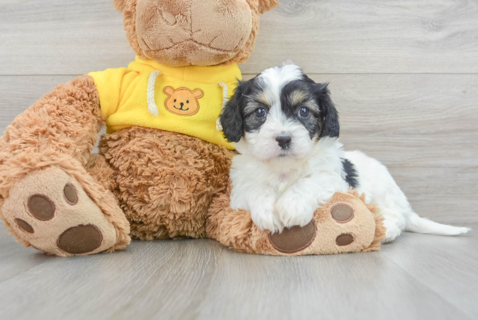 Fluffy Cavachon Designer Pup