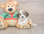 6 week old Cavachon Puppy For Sale - Premier Pups