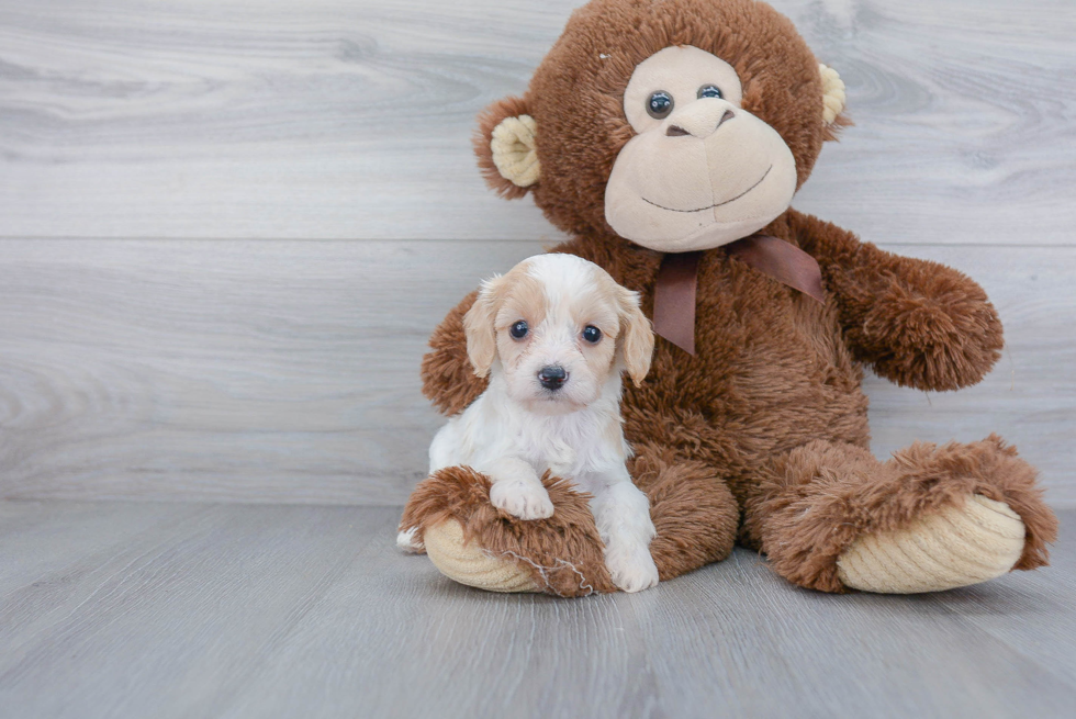 Adorable Cavalier Designer Puppy