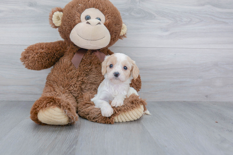 Cavachon Pup Being Cute