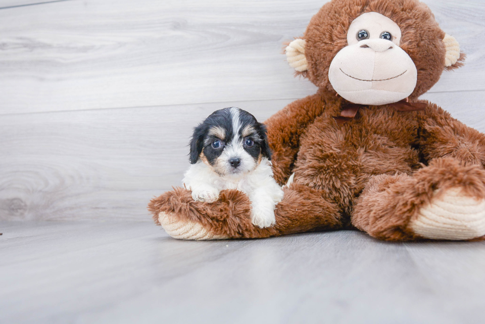 Cavachon Pup Being Cute