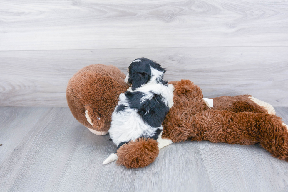 Smart Cavachon Designer Pup