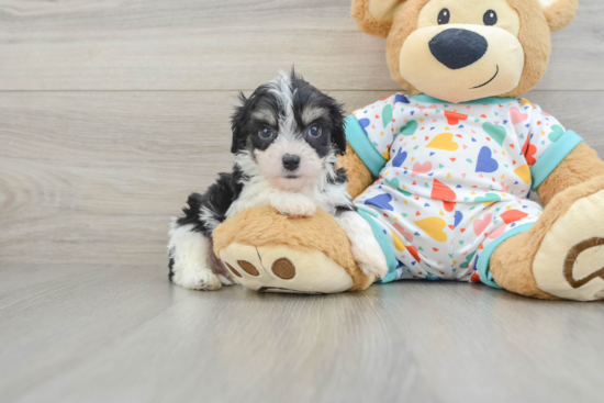 Popular Cavachon Designer Pup