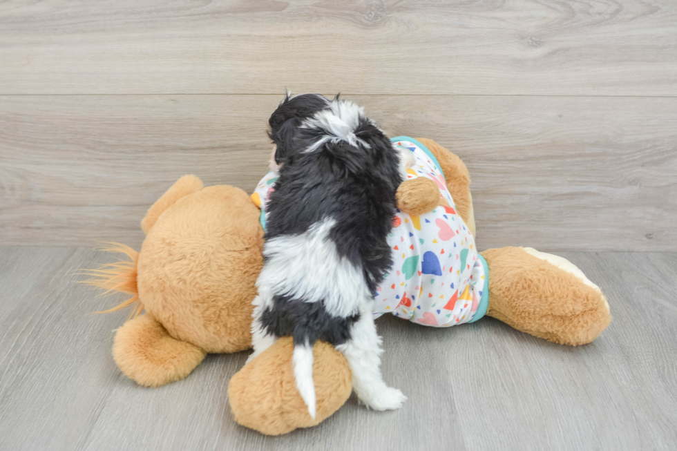 Cavachon Pup Being Cute
