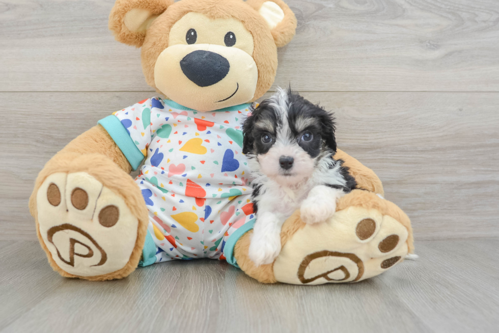 Popular Cavachon Designer Pup