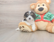 6 week old Cavachon Puppy For Sale - Premier Pups