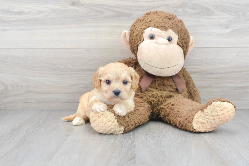Cute Cavachon Baby