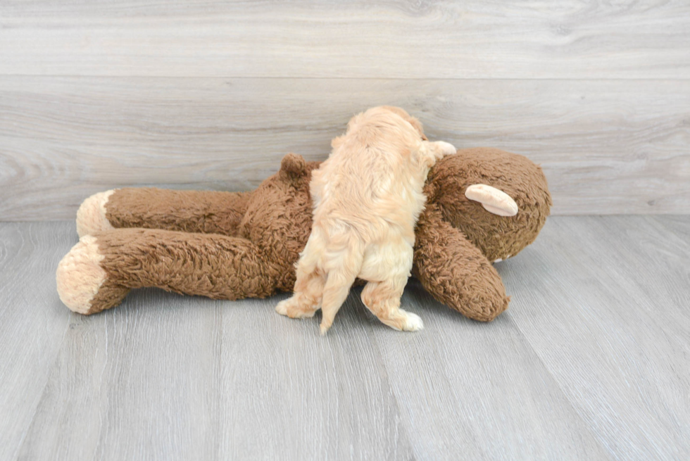 Cavachon Pup Being Cute