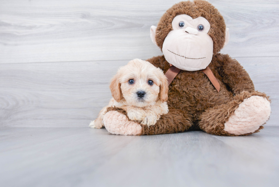 Petite Cavachon Designer Pup