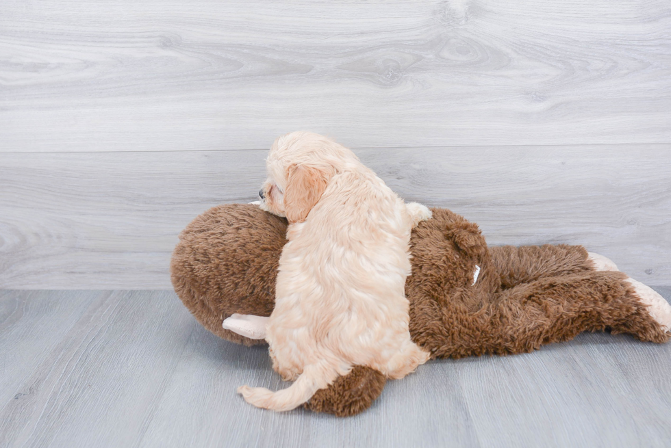 Petite Cavachon Designer Pup