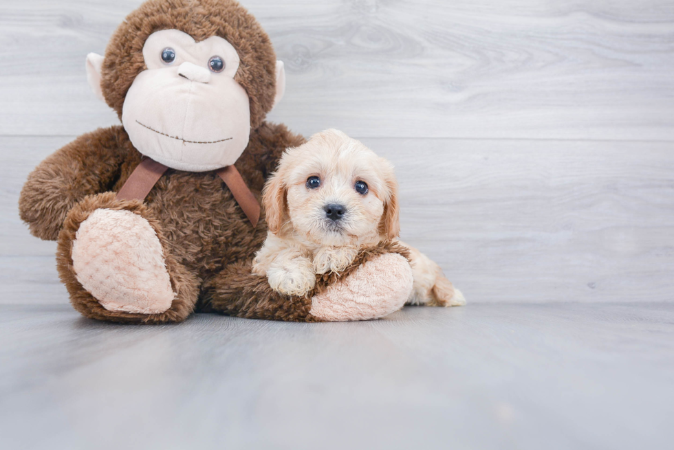 Funny Cavachon Designer Pup