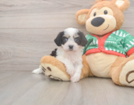 5 week old Cavachon Puppy For Sale - Premier Pups